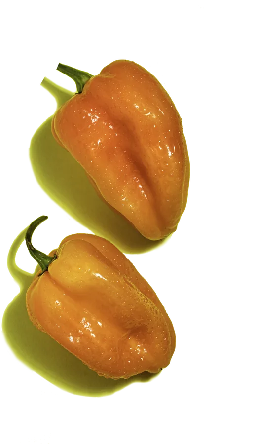 The Habanero Chili